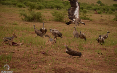 A stand off between a jackal and a wildebeest