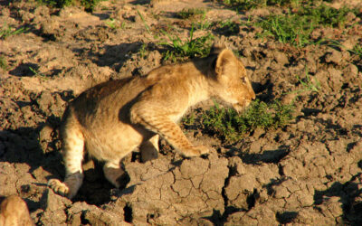 Living with African wild cats