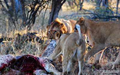 Uninvited guests at Kapama River Lodge