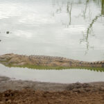 Crocodile moving out of water