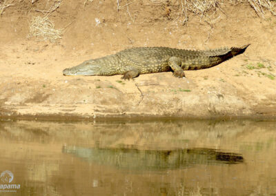 Crocodile sun bathing