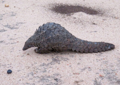 Pangolin found on safari game drive at Kapama
