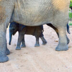 Elephant calve hidden