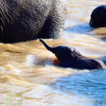 Elephant calve in water