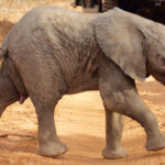 Elephant calve running up and down the dirt road