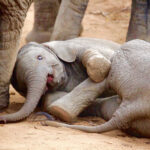 Elephant calves playing together