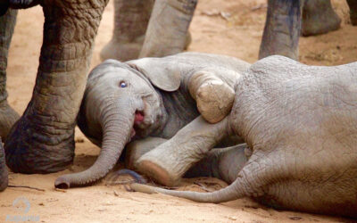 Wildlife wonderland in Southern Africa