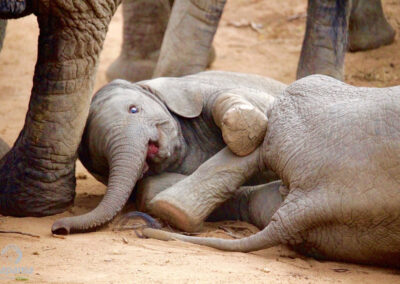 Elephant calves playing together
