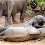 Elephant calves rolling in the dirt