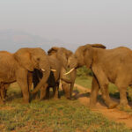Elephant herd at sunset