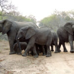Elephant herd protecting calves
