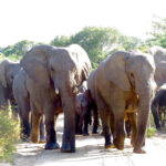 Elephant herd walking towards game drive vehicle