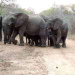 Newborn elephants protected by herd