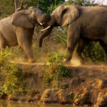 Two elephants fighting