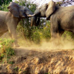 Two elephants showing of their strength