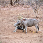 Leopard attacks warthog