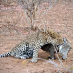 Leopard caught a warthog