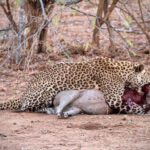 Leopard holds down its prey