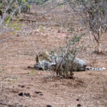 Leopard preys on warthog