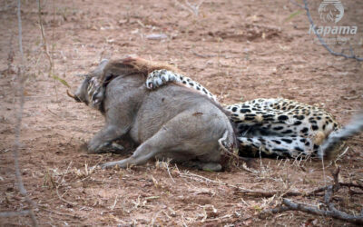 Good-bye Mr. Warthog