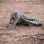 Warthog fighting back