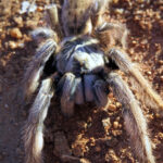 Baboon spider viewed from the top