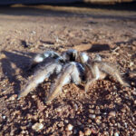 Baboon spider on the road next to the game viewing vehicle