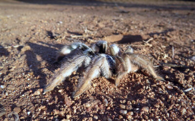 Itsy Bitsy Spider