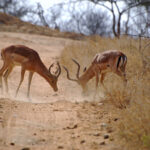Kapama Impala