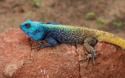 All creatures great and small – Kapama has them all