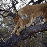 Lioness and cub struggles to get off tree