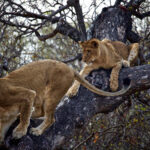 Lioness jumps over lion cub
