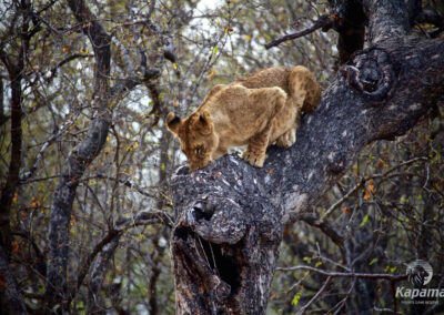 Lion cub struggles to climb down tree