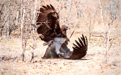 Battle of the Wings – Predator versus Scavenger