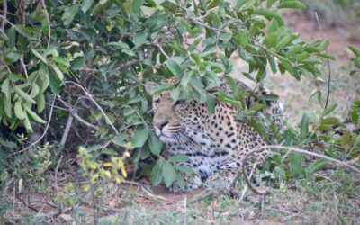 Leopard 0 – Warthog 1