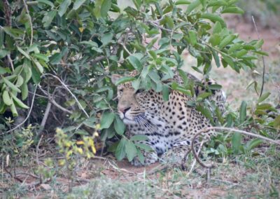 Leopard stalks warthog