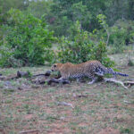 Leopard chasing warthog