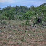 Leopard stalking warthog