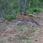 Leopard crossing road