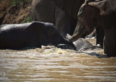 Traits of albino elephant at Kapama