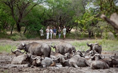 8 Reasons to take a Walk on the Wild Side
