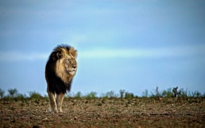 Rise of the New Kings