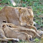 Kapama Lioness with cubs