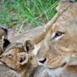 Lioness with cubs - Jeffrey Mmadi