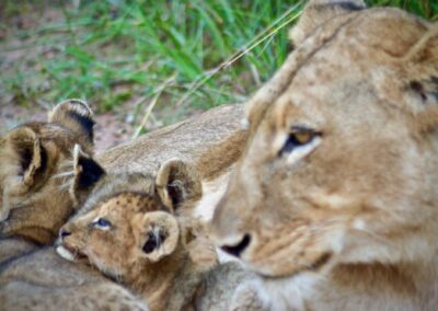Lioness with cubs - Jeffrey Mmadi