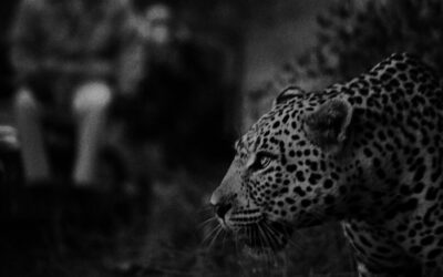 King of the shadows
