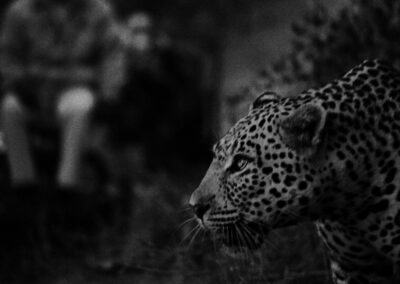 Leopard at night