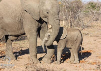 Kapama elephant and calf