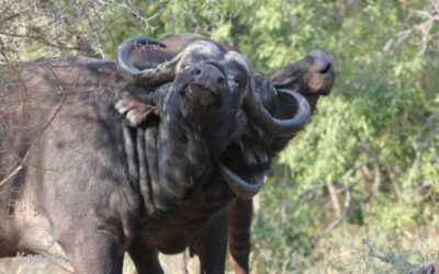 Bushveld Boxing Ring