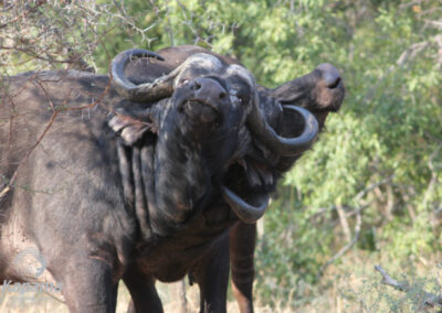 Kapama buffalo bulls